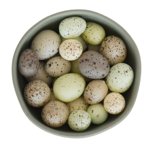 quail-eggs-by-tamago-series